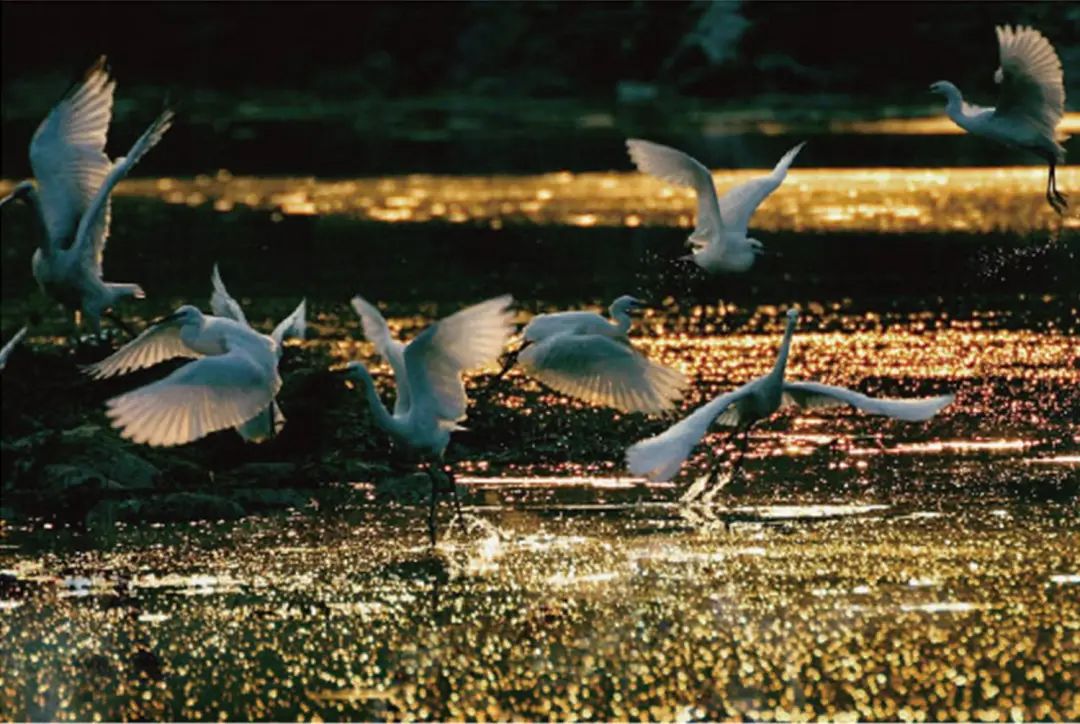 国际生物多样性日|长田漾里有什么?