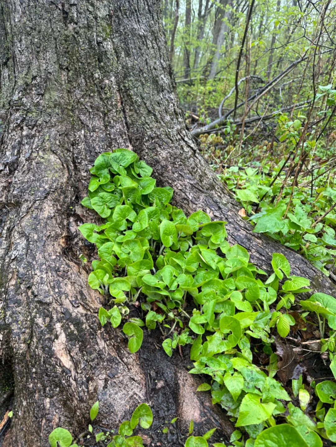 绿的都是菜,动的都是肉|食物与生物多样性