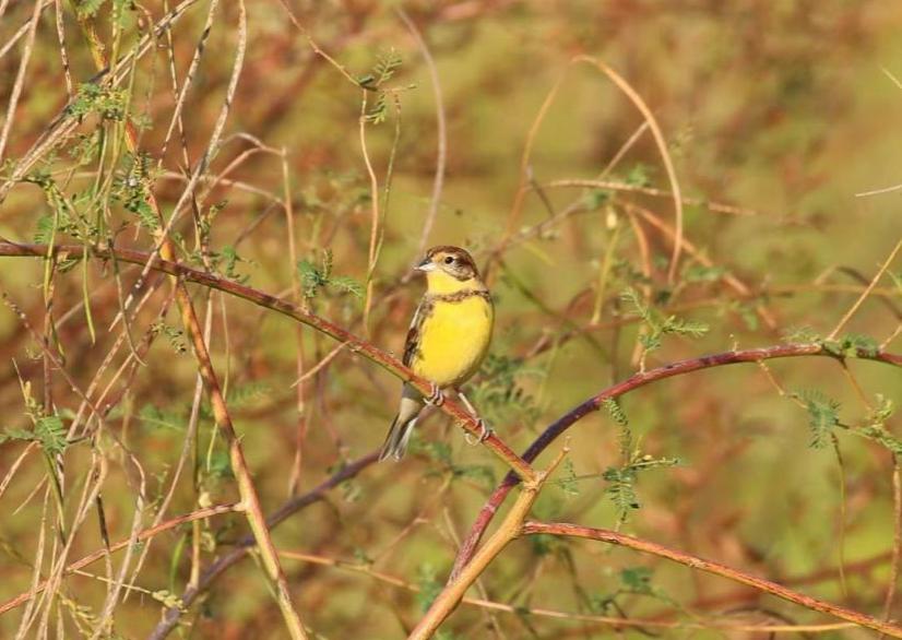 黄胸鹀在深圳大鹏的数个农田区域,记录到国家一级重点保护鸟类——黄
