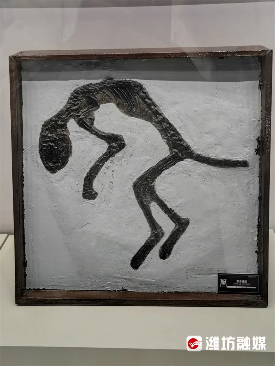 潍观丨潍坊临朐县博物馆何以晋升"国家一级"