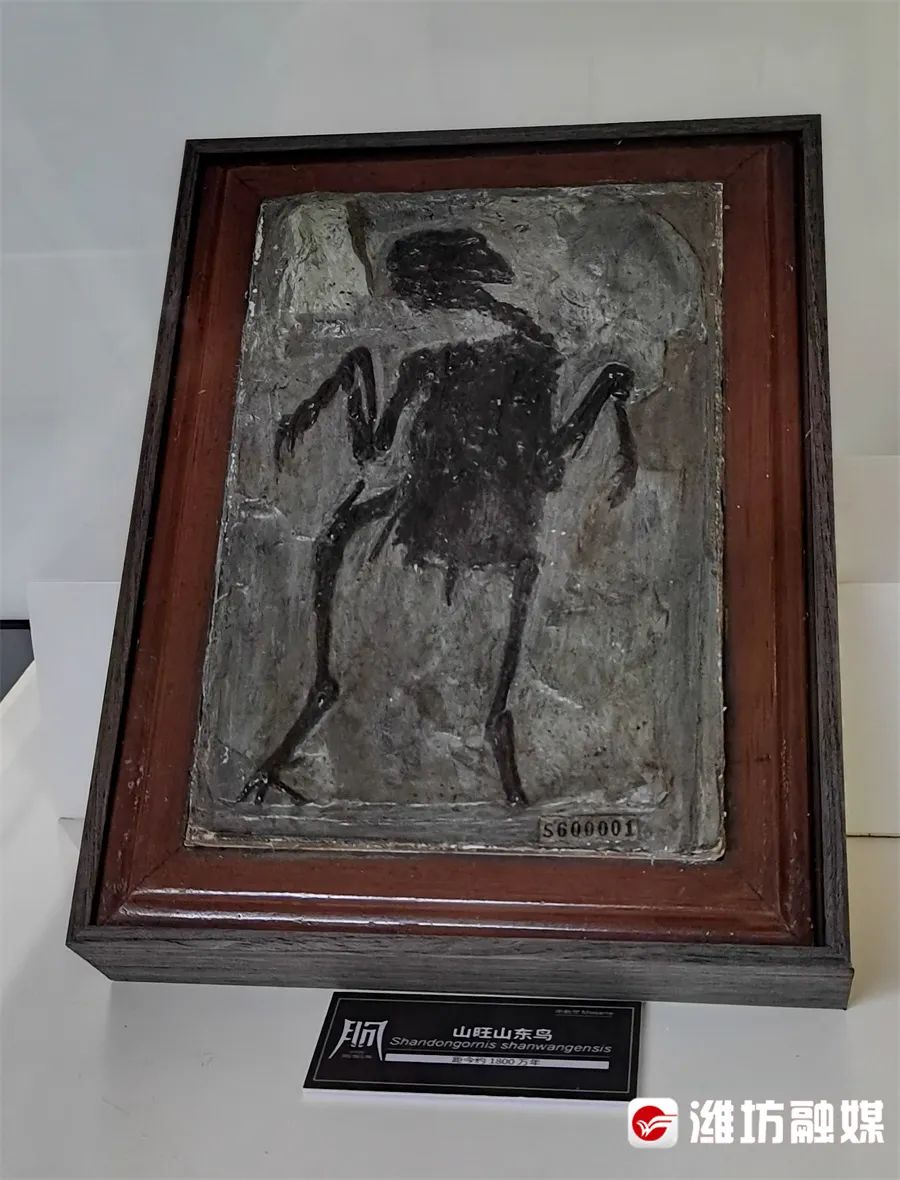 潍观丨潍坊临朐县博物馆何以晋升"国家一级"