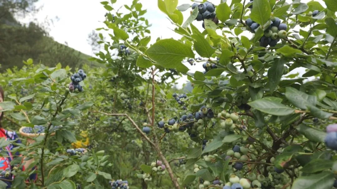 北京蓝莓采摘园图片