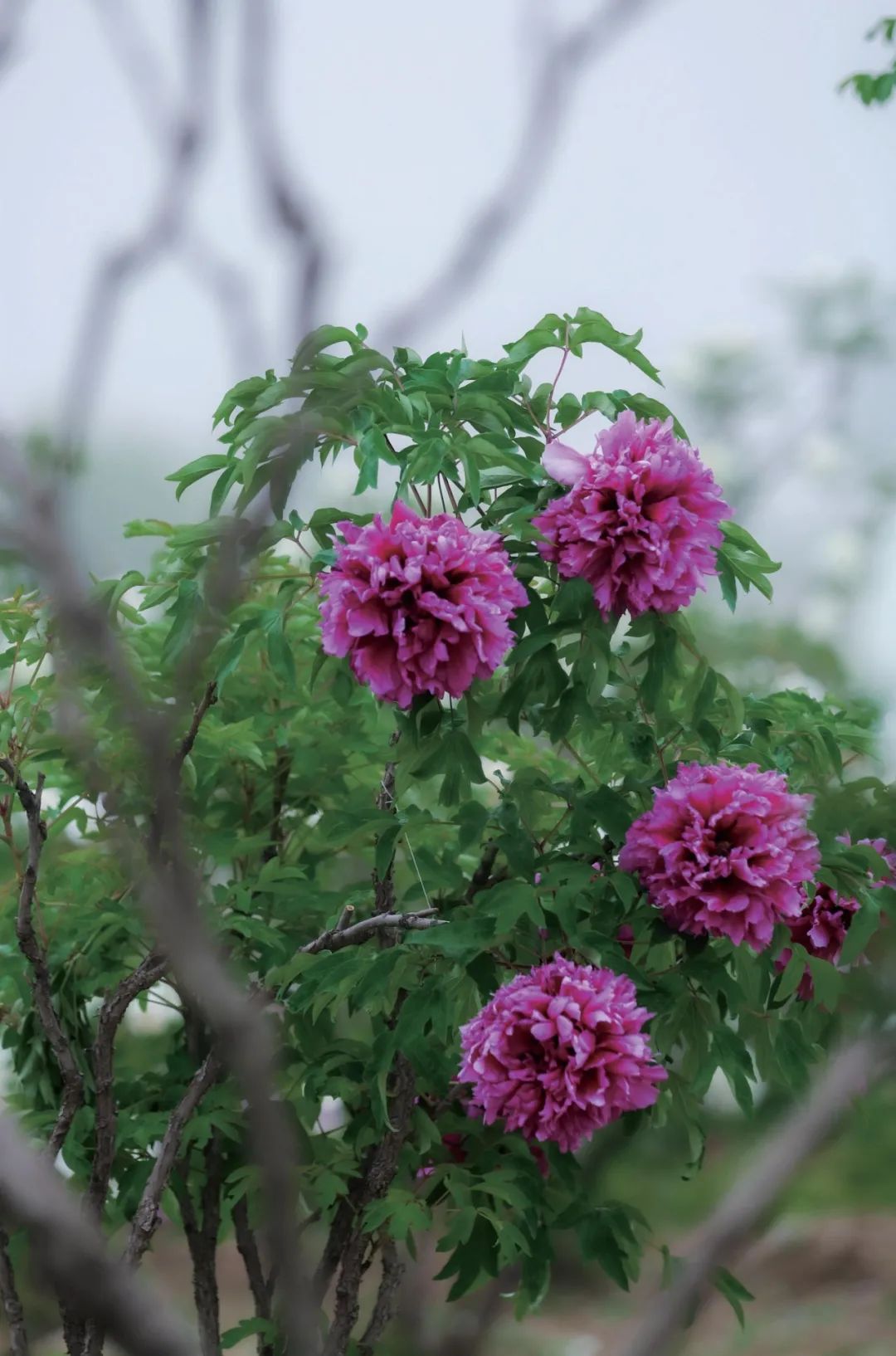 爱了!爱了!这一幅临洮紫斑牡丹画卷,果断收藏(十三)