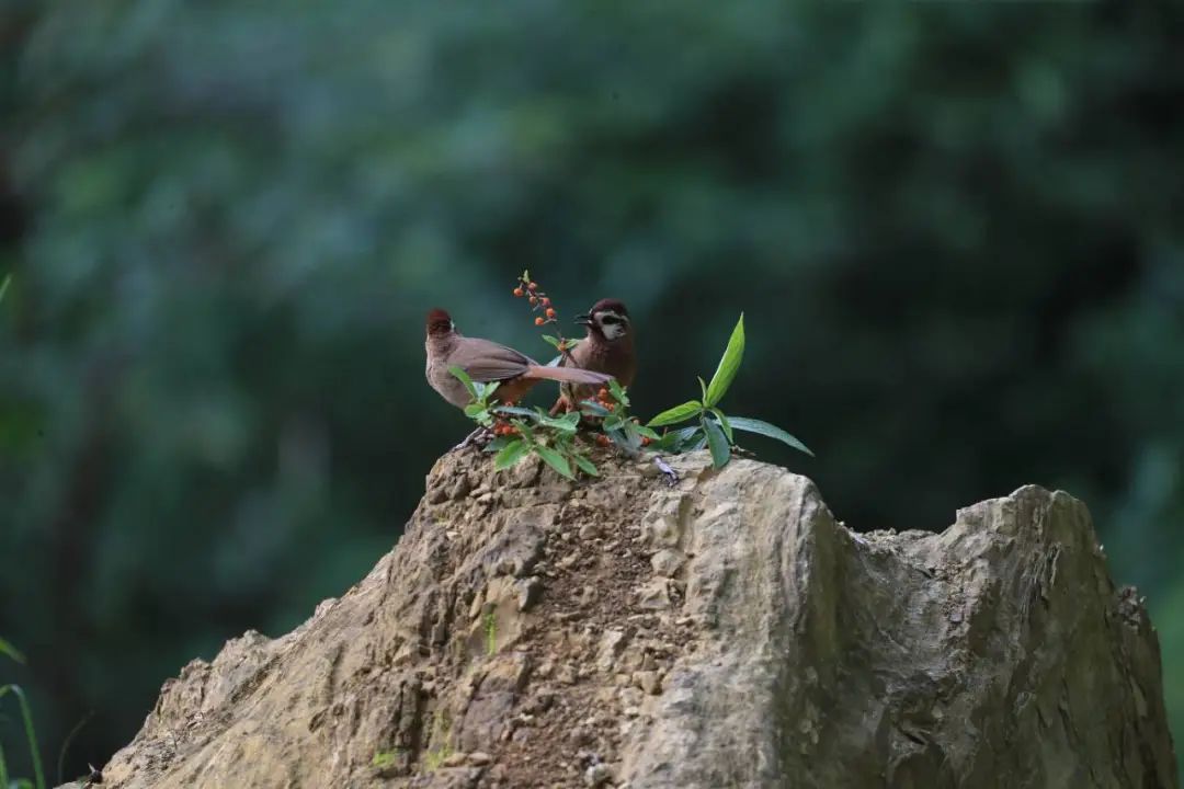 性日︱云南昭通自然保护地达23个  有国家重点保护野生动植物220多种