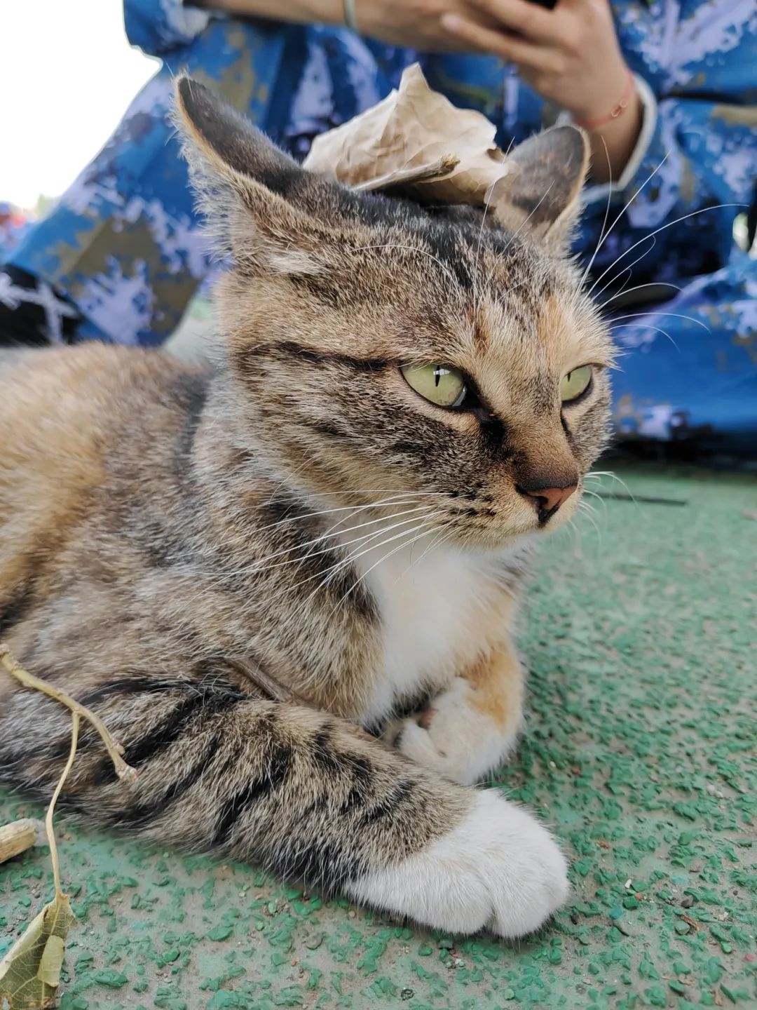 五号嘉宾 狸花猫——豹哥四号嘉宾 黑猫——警长三号嘉宾 三花猫