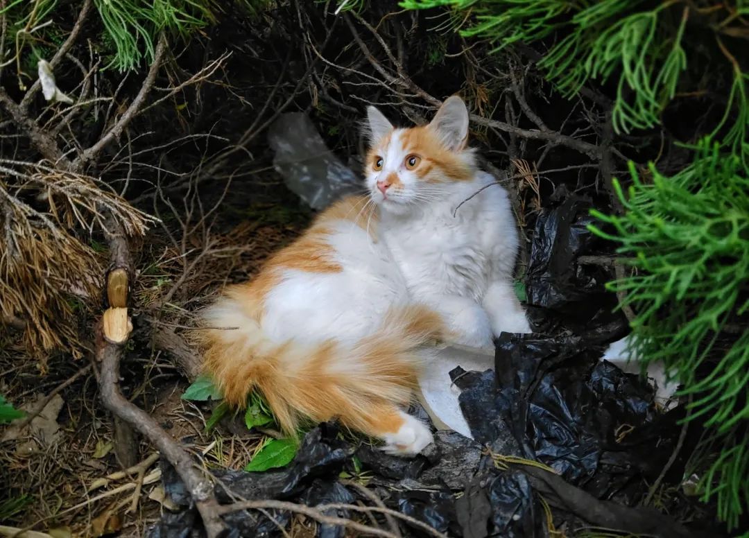 六号嘉宾 橘猫——觉觉五号嘉宾 狸花猫——豹哥四号嘉宾 黑猫