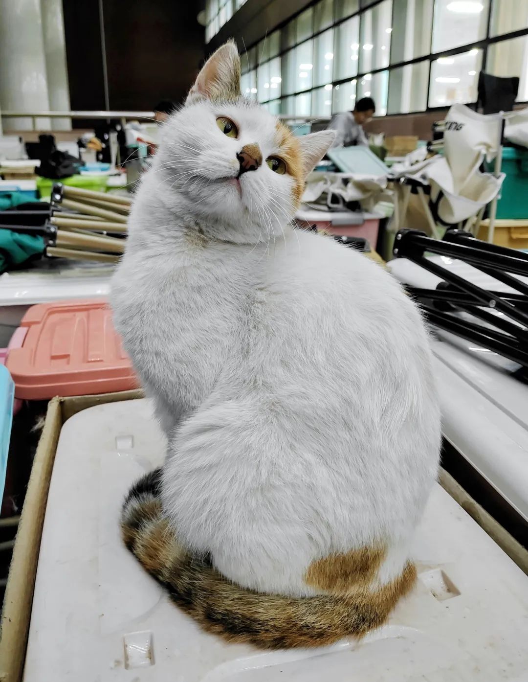 七号嘉宾 三花猫——福仔六号嘉宾 橘猫——觉觉五号嘉宾 狸花猫