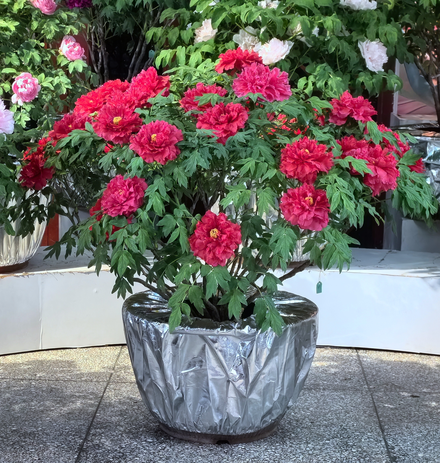 菏泽"金牡丹"落地生根