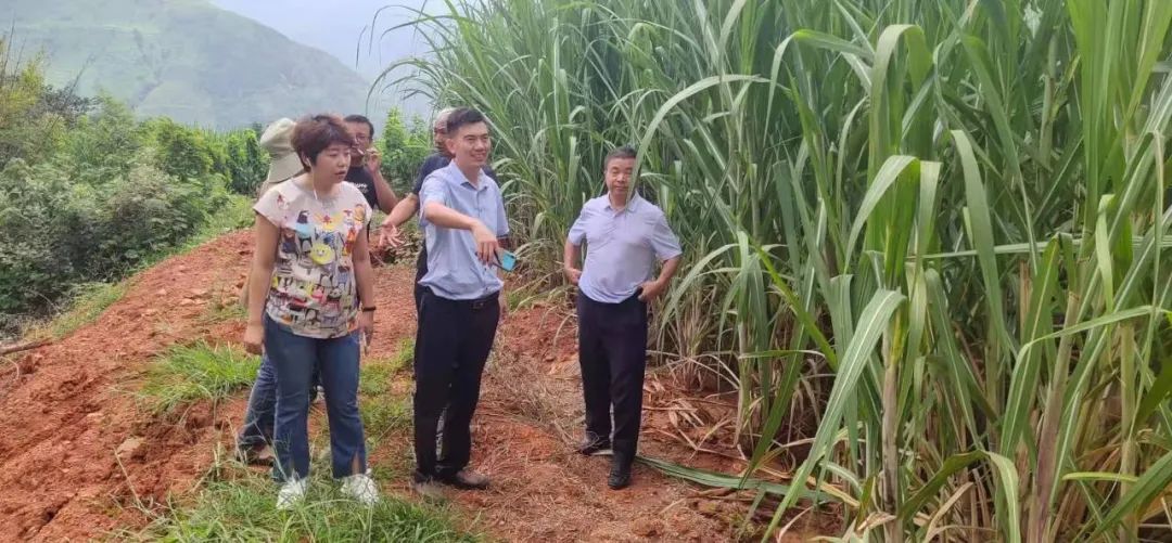 新时代"昭通印象" | 【云南省农村致富带头人】何启华:产一粒好糖 兴