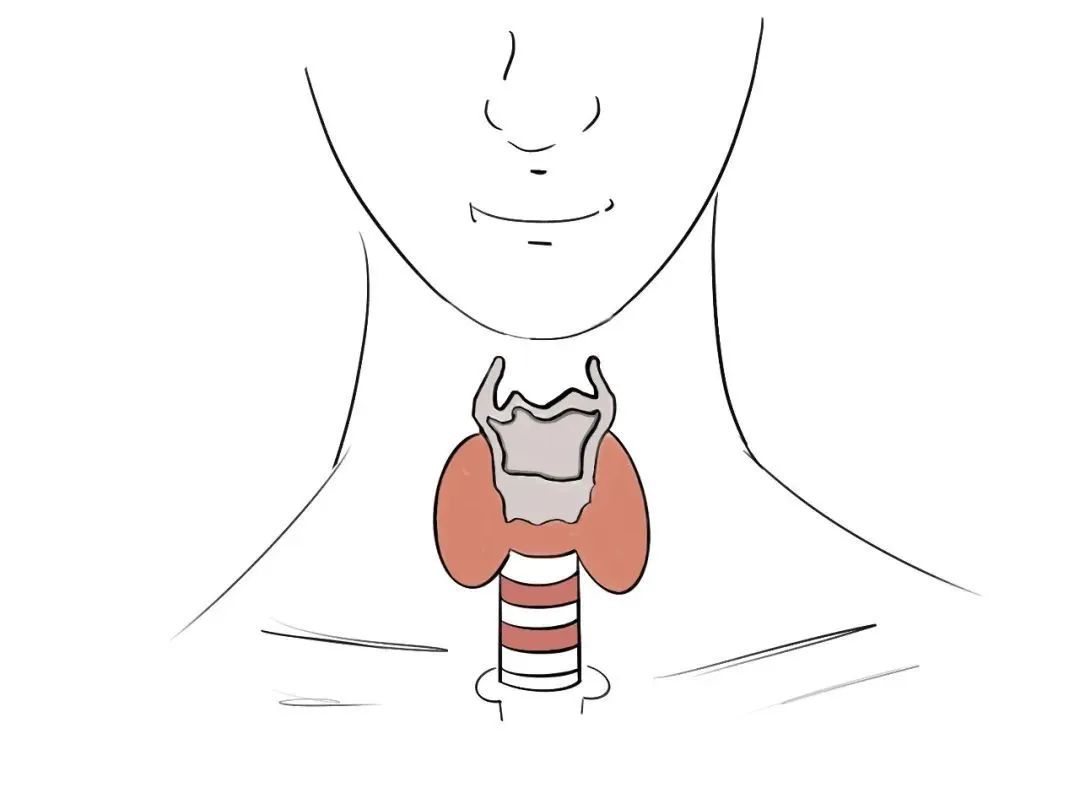 由甲状腺疾病诊疗中心的资深专家团队河北医大一院将举办义诊活动加