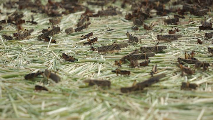 快看!咱辛集的它们藏不住了