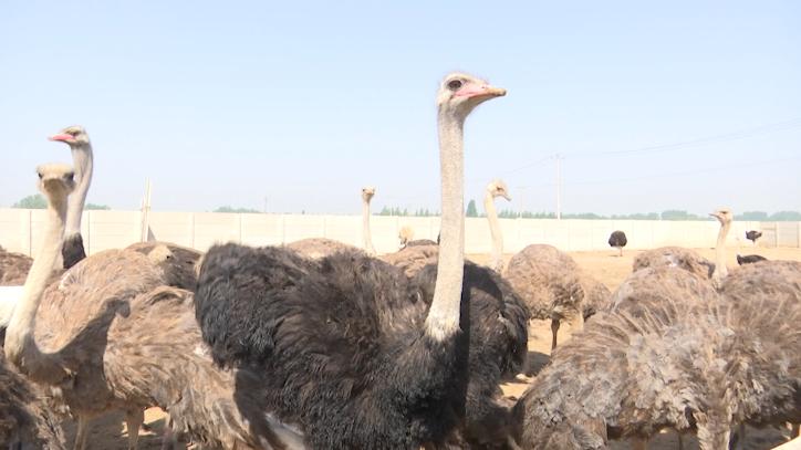 快看!咱辛集的它们藏不住了