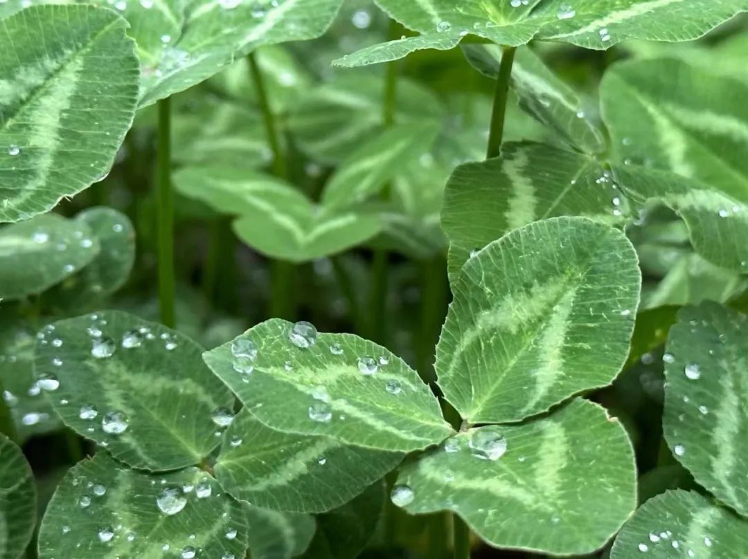 释放轻盈舒展的生命力静谧与活泼的碰撞在江南烟雨里绣出了穿针引线般