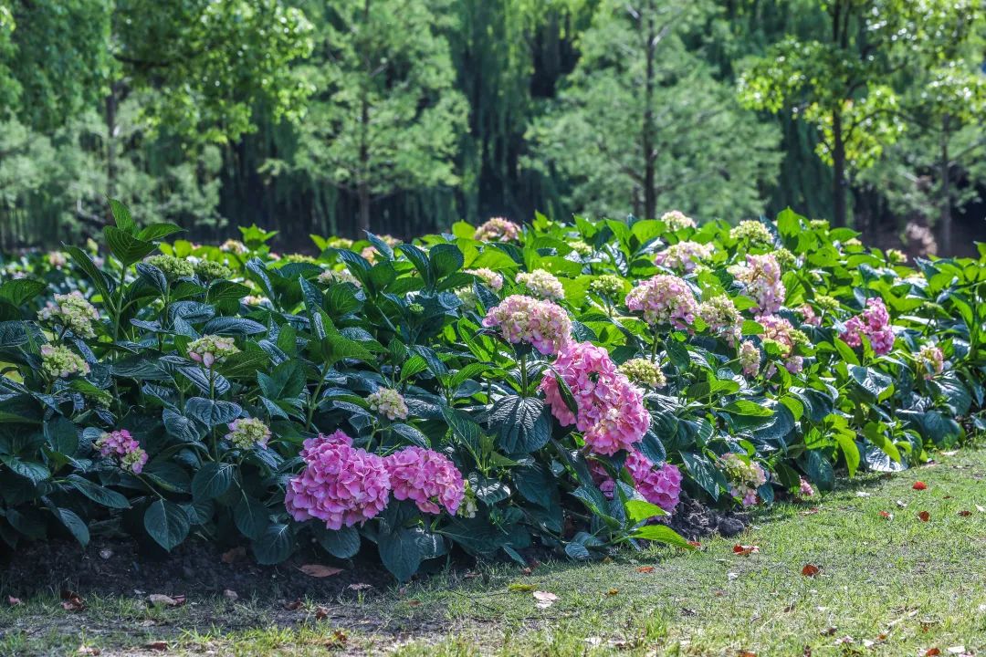 齐山植物园图片