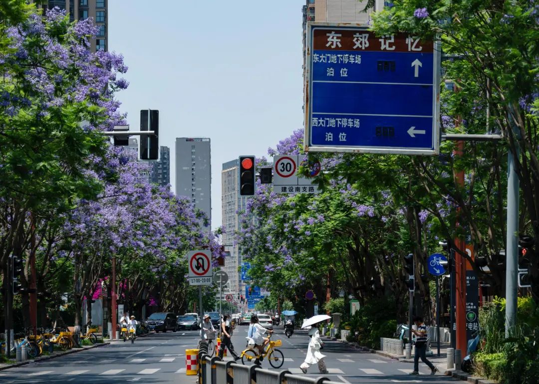 成都街头蓝花楹"大爆发"!满城尽带"绝绝紫"