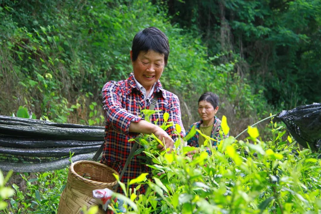 夏茶送清香 满山尽披“黄金甲”  第2张