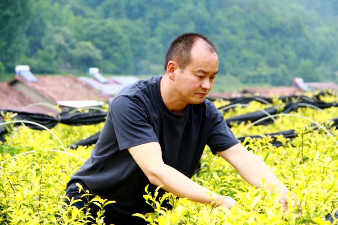 夏茶送清香 满山尽披“黄金甲”  第5张