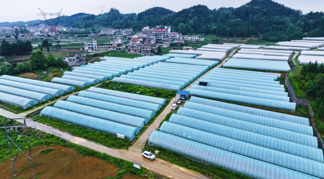 初夏时节,平坝区乐平镇青庄坝区的早熟蔬菜抢鲜上市,村民们正抓紧时间
