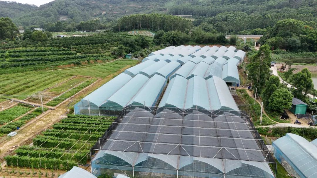 去年以来,我市打造市县共建乡村振兴示范村现代化杜阮凉瓜种植示范