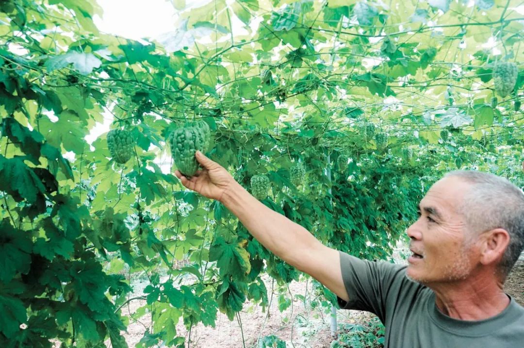 杜阮凉瓜,让人"瓜"目相看!