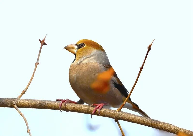 观鸟季丨活泼的蜡嘴鸟