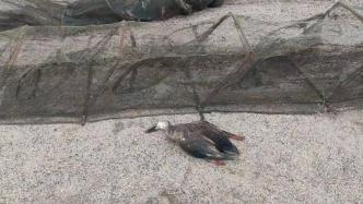 地笼网不仅“吃”鱼，还害鸟 | 绥化湿地保护地护渔行动发现