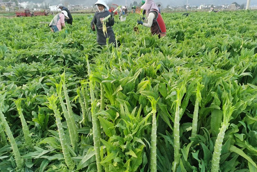 嘎嘣脆的贡菜到底是不是莴笋?