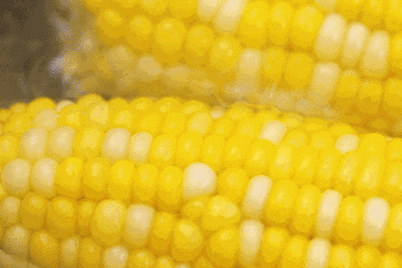 金粒精品699玉米种子图片