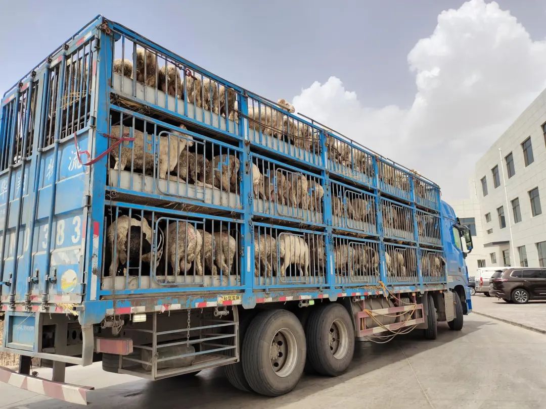 肉羊装车运输古浪县坚持线上线下同步发力,集数据分析,检验检疫,运营