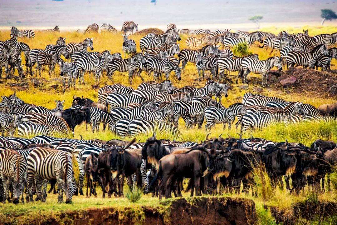 想去非洲,看这篇就对了