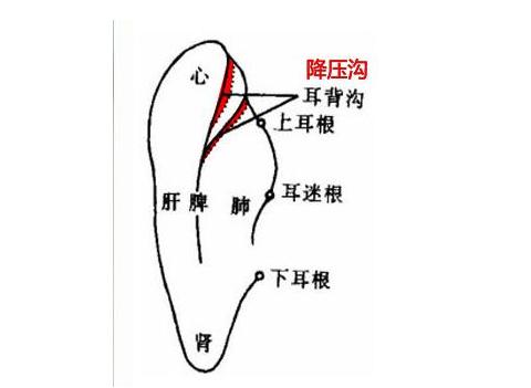 耳部降压沟的准确位置图片