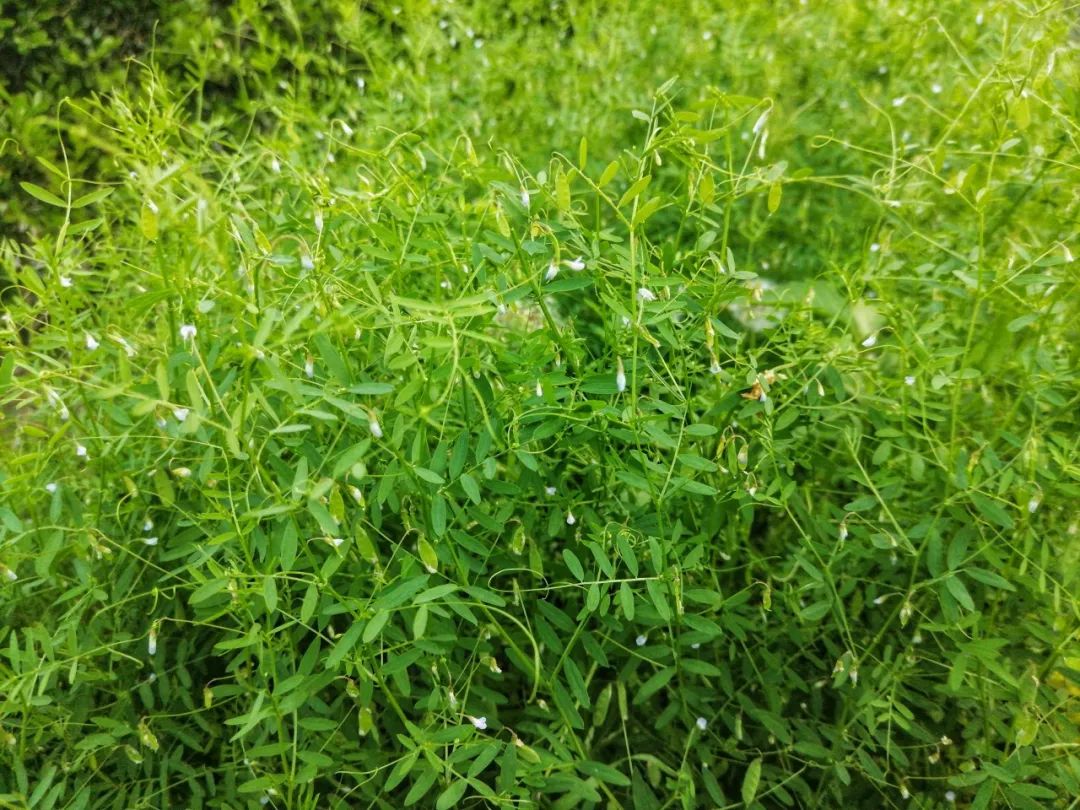路边的野菜要不要采?