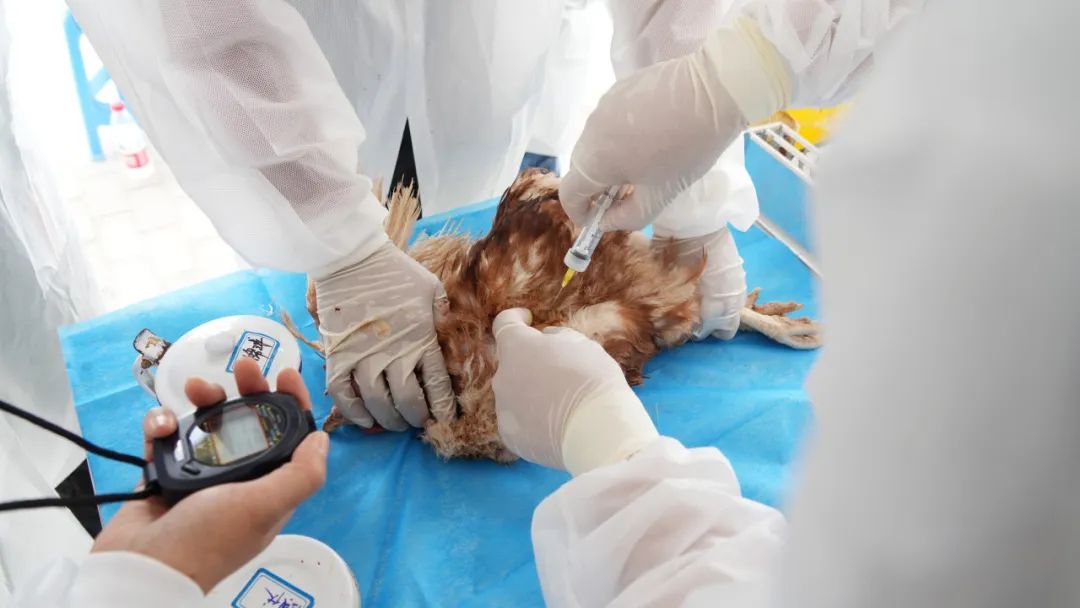 考理论,比操作!河西动物防疫"高手"在肃南过招