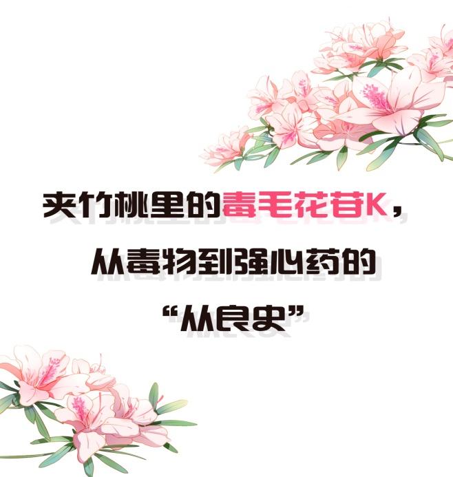 实话石说 | 夹竹桃里的毒毛花苷k,从毒物到强心药的"从良史"