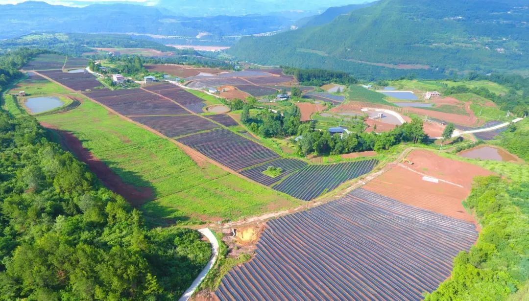 "蓝"不住的"莓"味!通江县2024年蓝莓采摘季诺江分场活动来啦