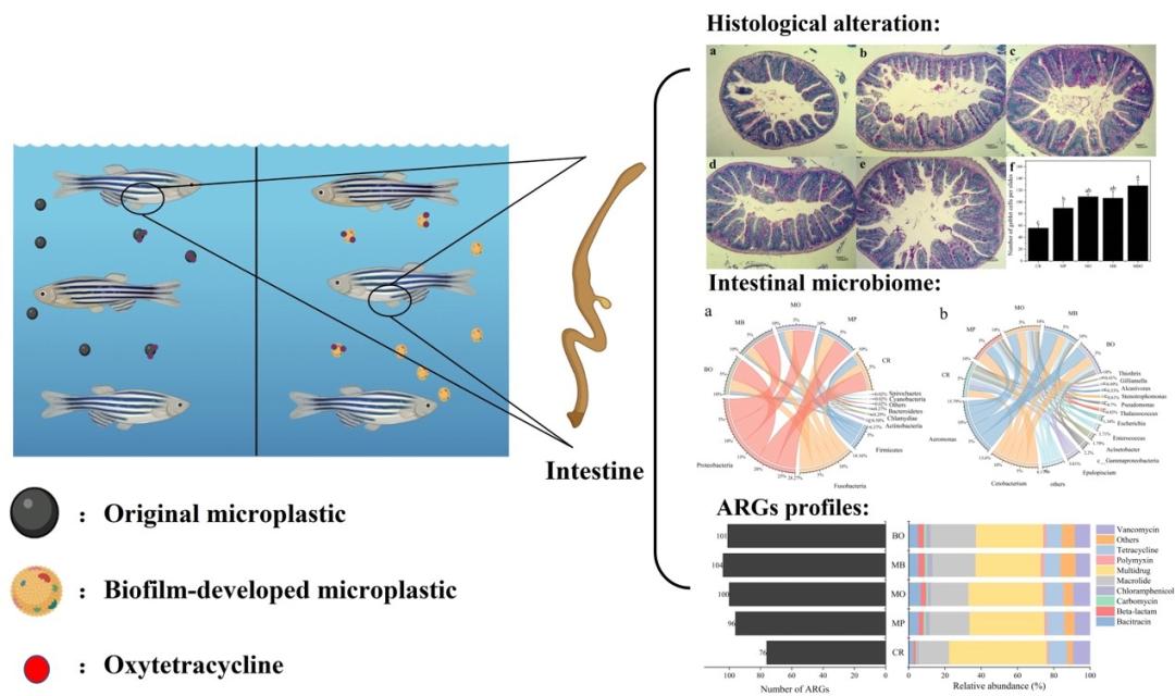 在燕辽裂陷带中元古代沥青中13α-三环萜烷来源的分子和碳同位素证据