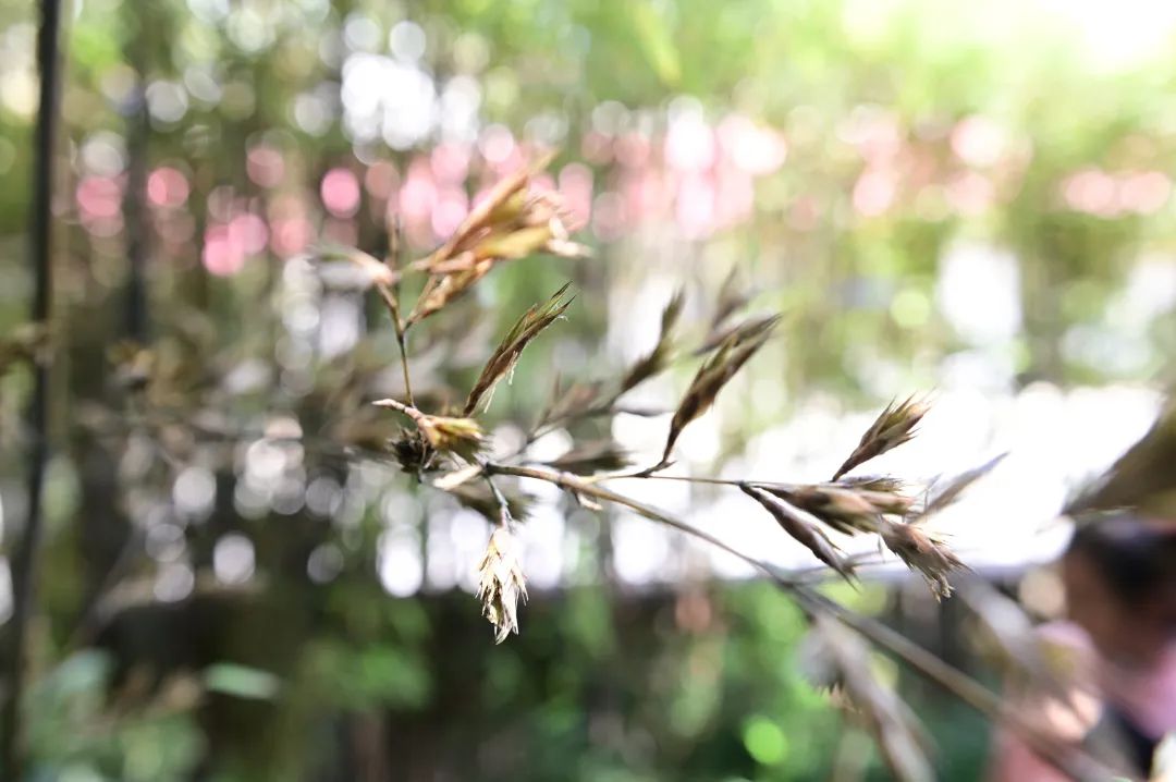 竹子开花还能结竹米?你见过吗?