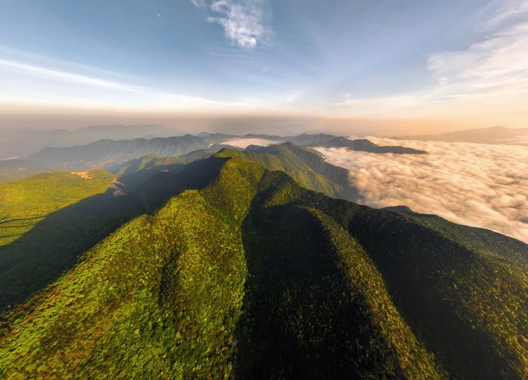 初夏游丽水:景宁千亩杜鹃惊艳绽放
