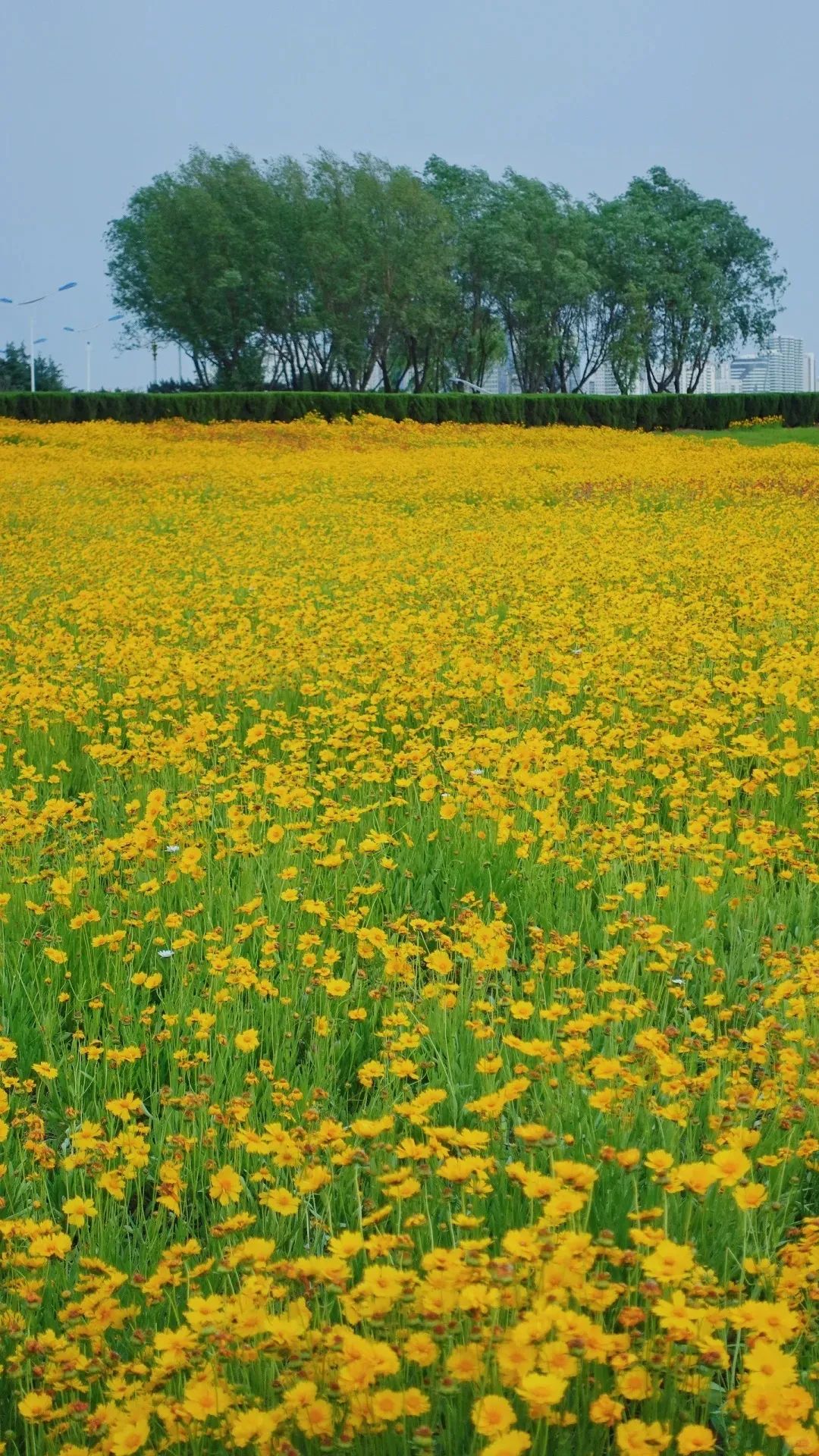 太出片了吧!夏花绚烂,这片金色花海正盛放64 64 64