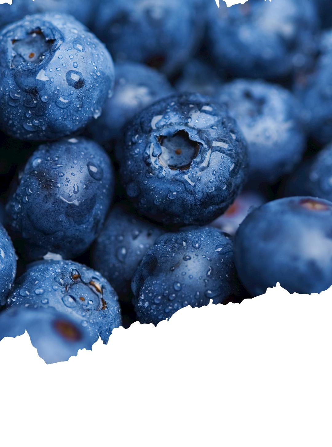 枝头硕果远飘香秀美大田迎宾客5月25日上午2024武义县大田乡蓝莓文化