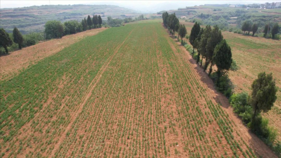 【乡村振兴看宜阳】马窑村:明确"1133"发展思路 铺实乡村振兴"土"路子