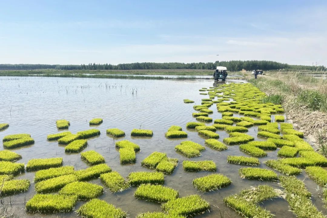 【美丽长岭 乡村振兴】长岭县太平川镇:新农人新"稻"路