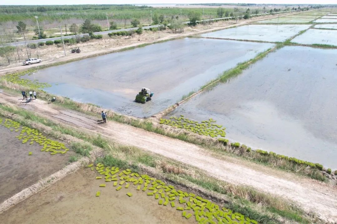 【美丽长岭 乡村振兴】长岭县太平川镇:新农人新"稻"路