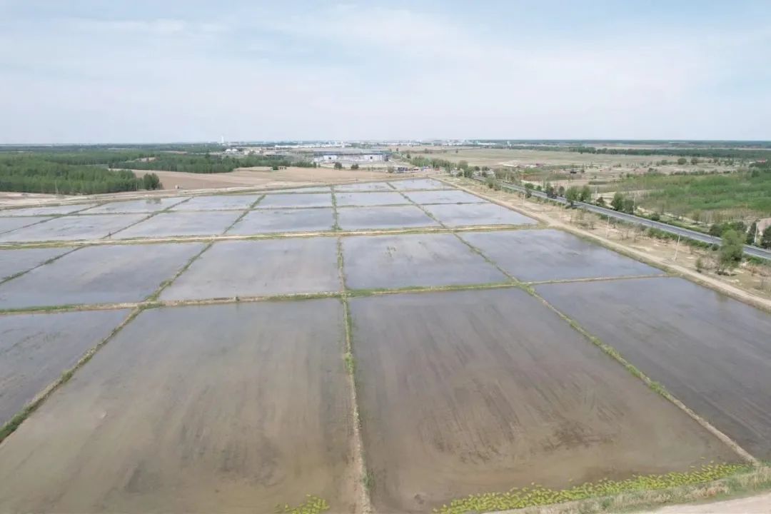 【美丽长岭 乡村振兴】长岭县太平川镇:新农人新"稻"路