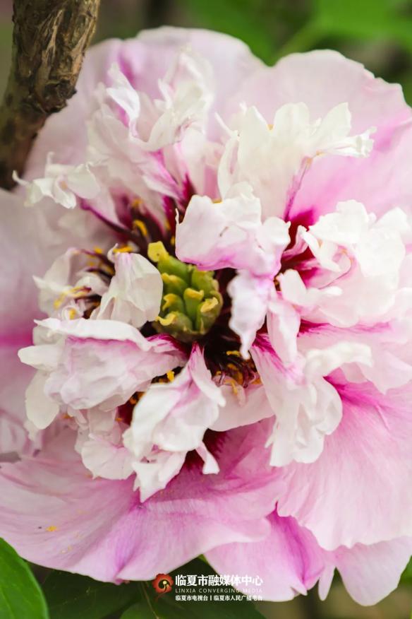 临夏紫斑牡丹9大色系介绍!花团锦簇,国色天香