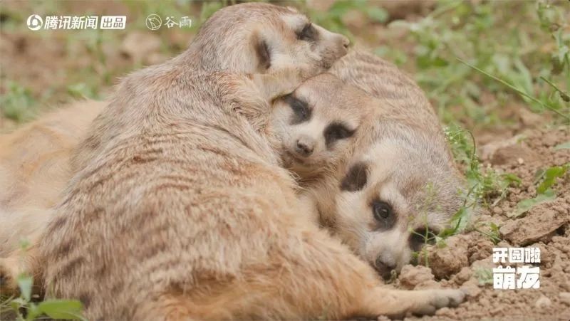 中国最好的动物园七十岁,这部纪录片拍出了红山的精气神