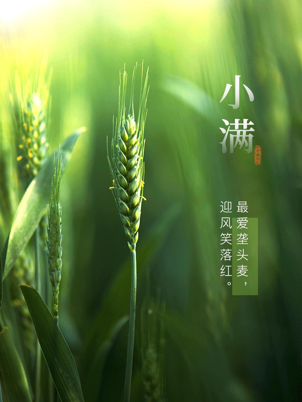 今日小满:万物繁盛好时节,人间小满胜万全