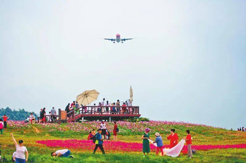 2019年5月1日,游客在成都市双流区空港花田景区,赏鲜花,拍飞机( 李