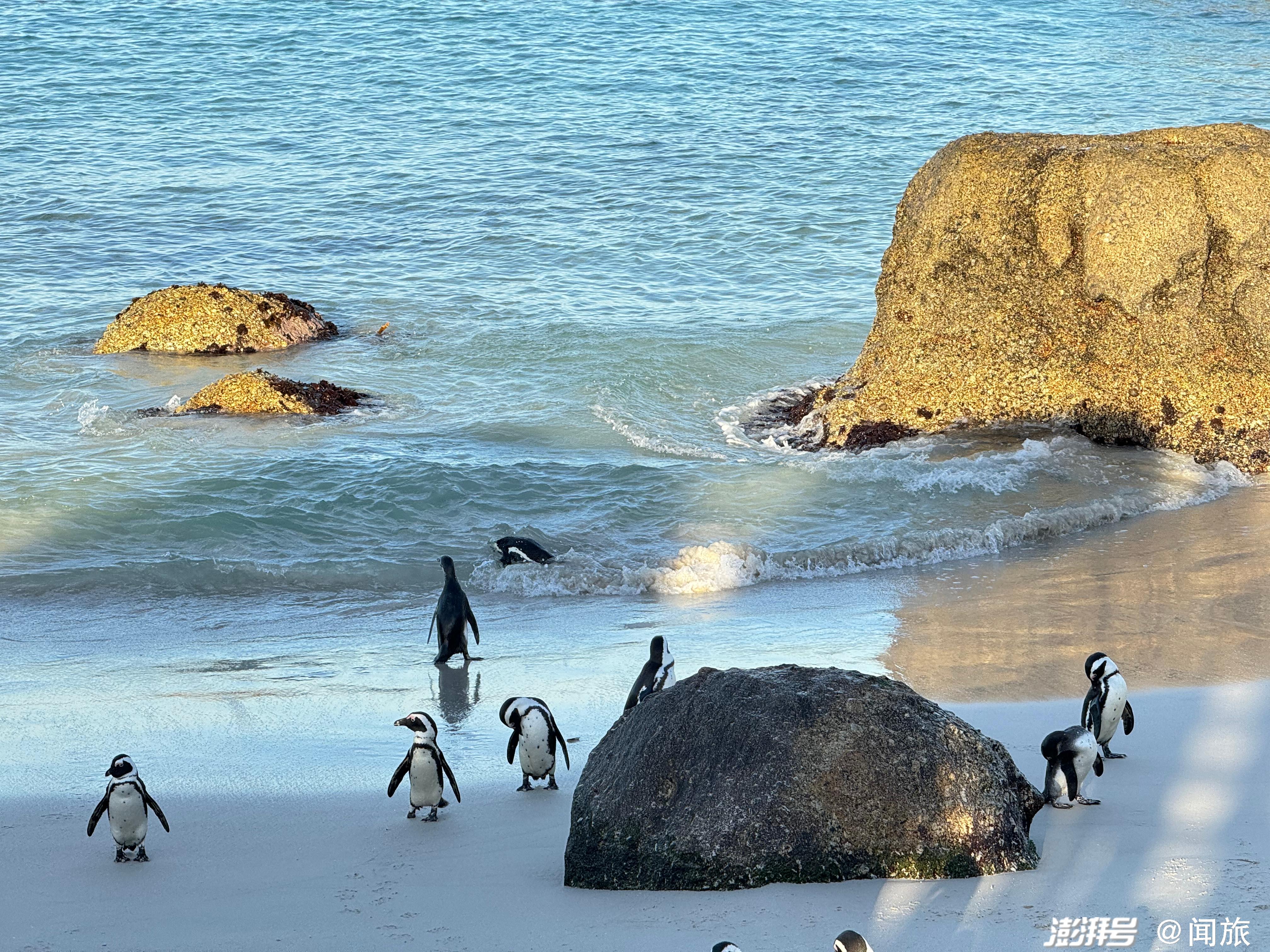被很多游客誉为世界上最美丽的城市之一,桌山,好望角,企鹅滩,海豹岛