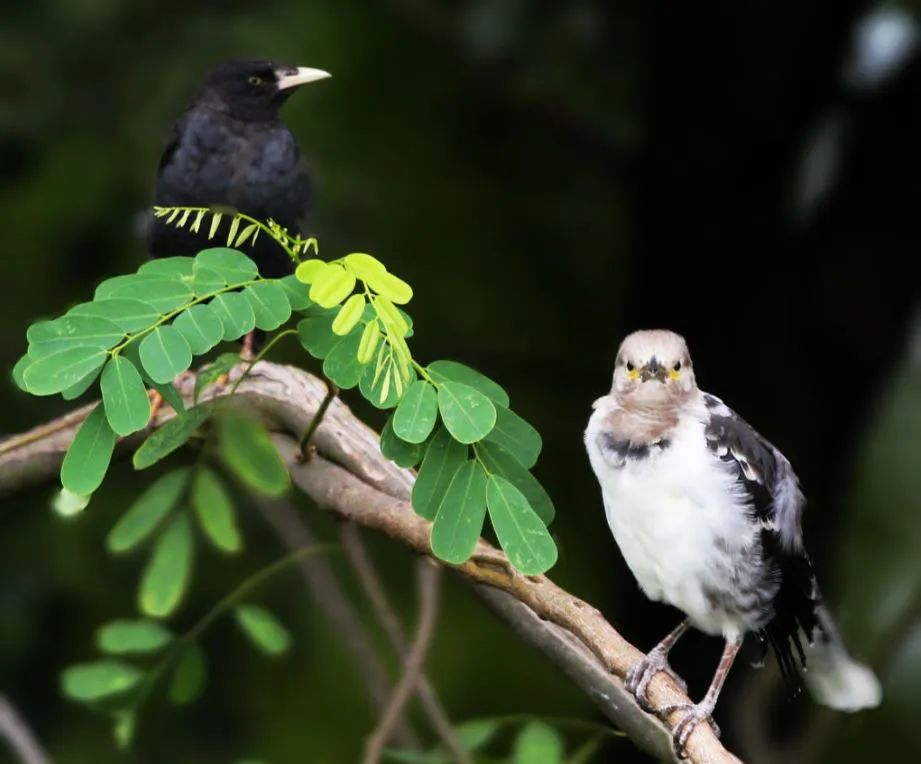 后办案民警在其住所内搜查出黑领椋鸟,八哥,大拟啄